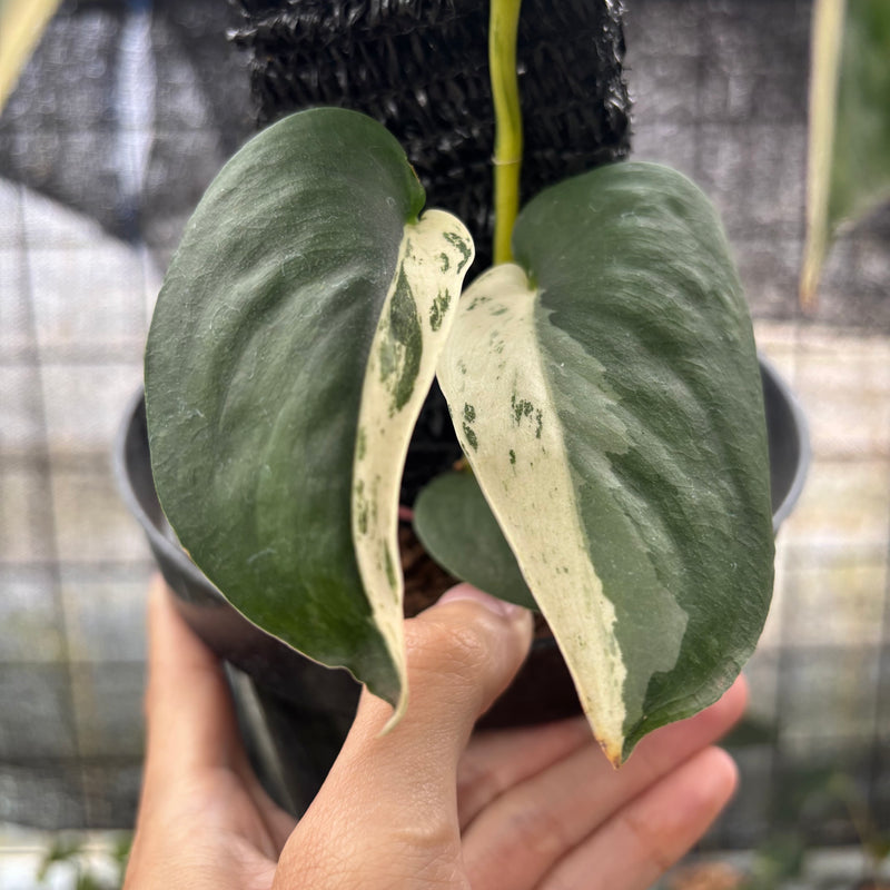 FS40-8 Scindapsus Jade Satin Halfmoon