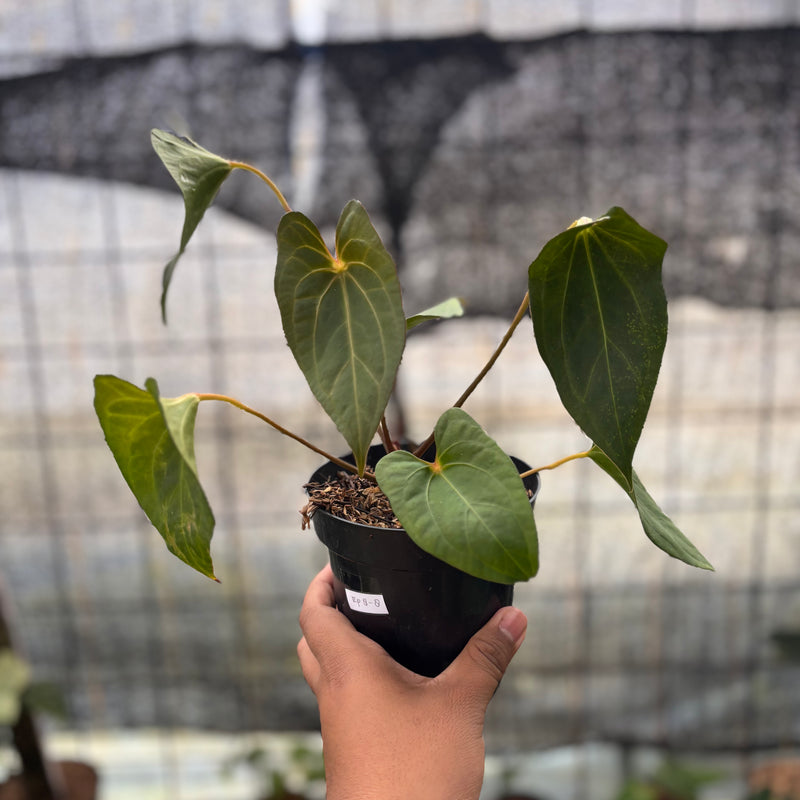 FS38-8 Anthurium Red Spider x Corong