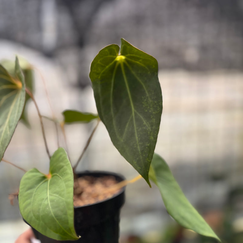 FS38-8 Anthurium Red Spider x Corong