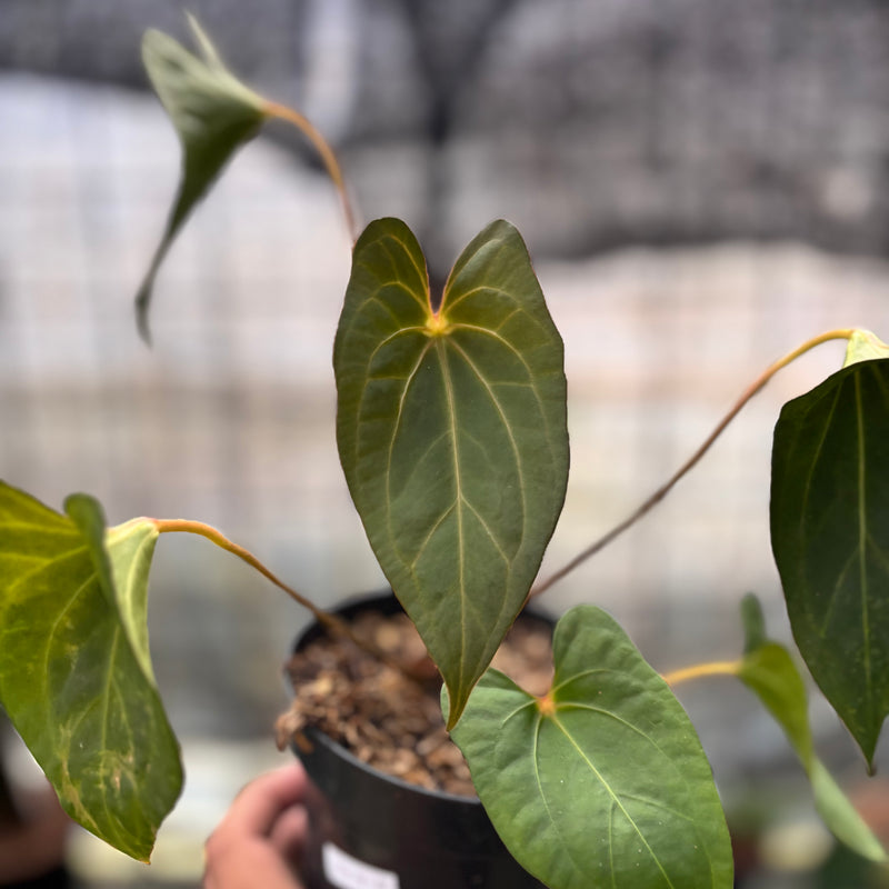 FS38-8 Anthurium Red Spider x Corong