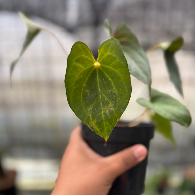FS38-8 Anthurium Red Spider x Corong