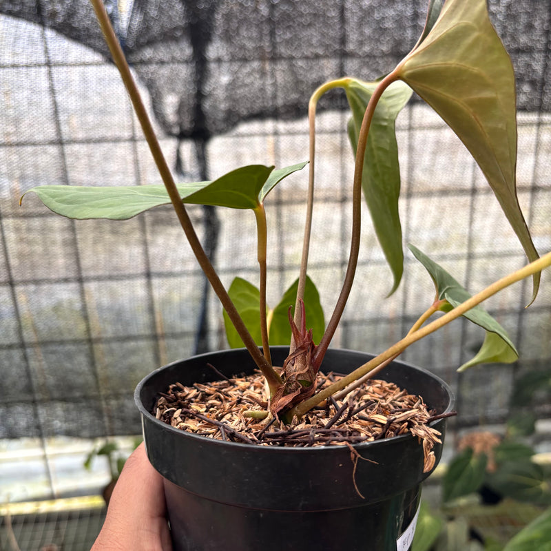 FS38-8 Anthurium Red Spider x Corong