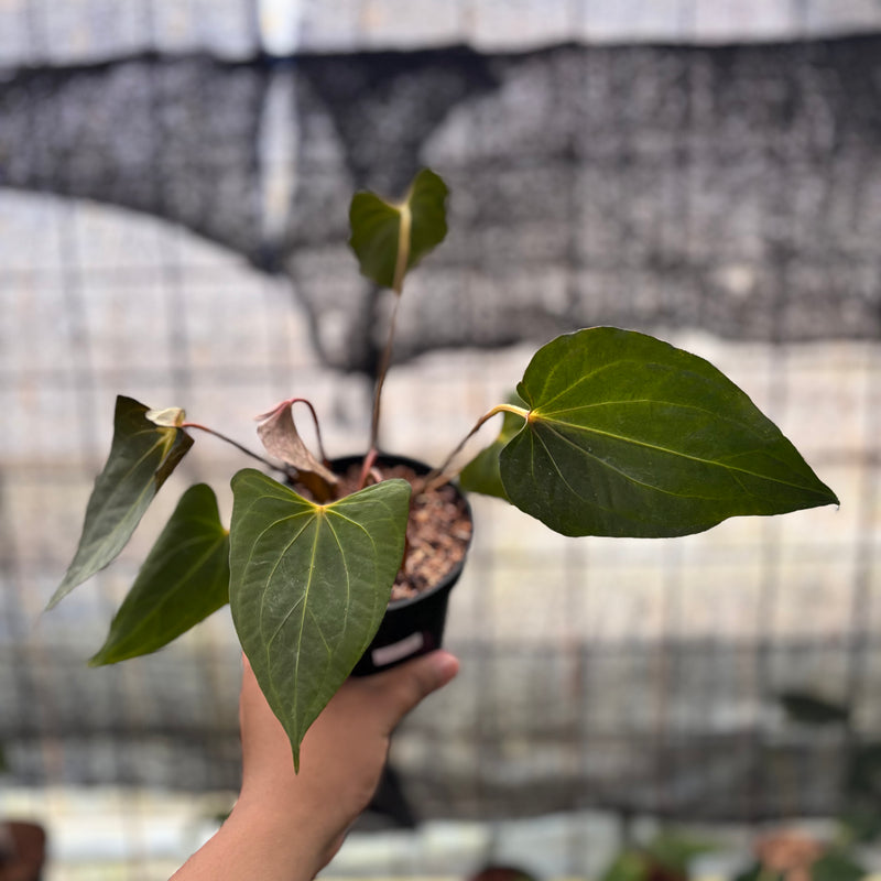 FS39-8 Anthurium Red Spider x Corong