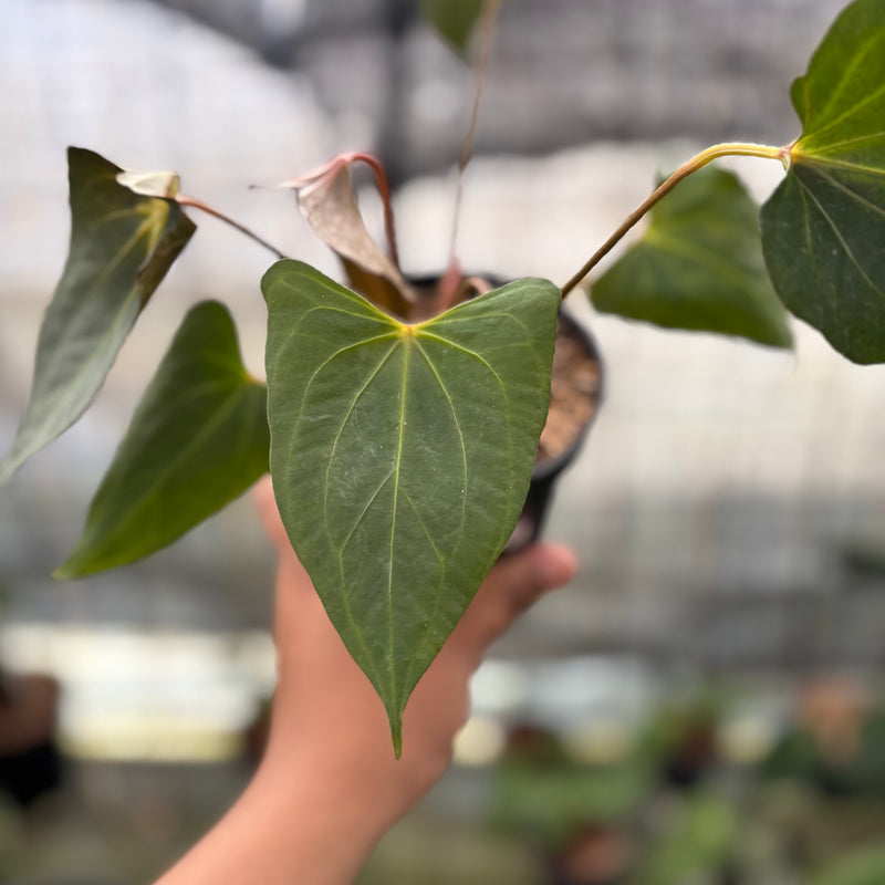 FS39-8 Anthurium Red Spider x Corong