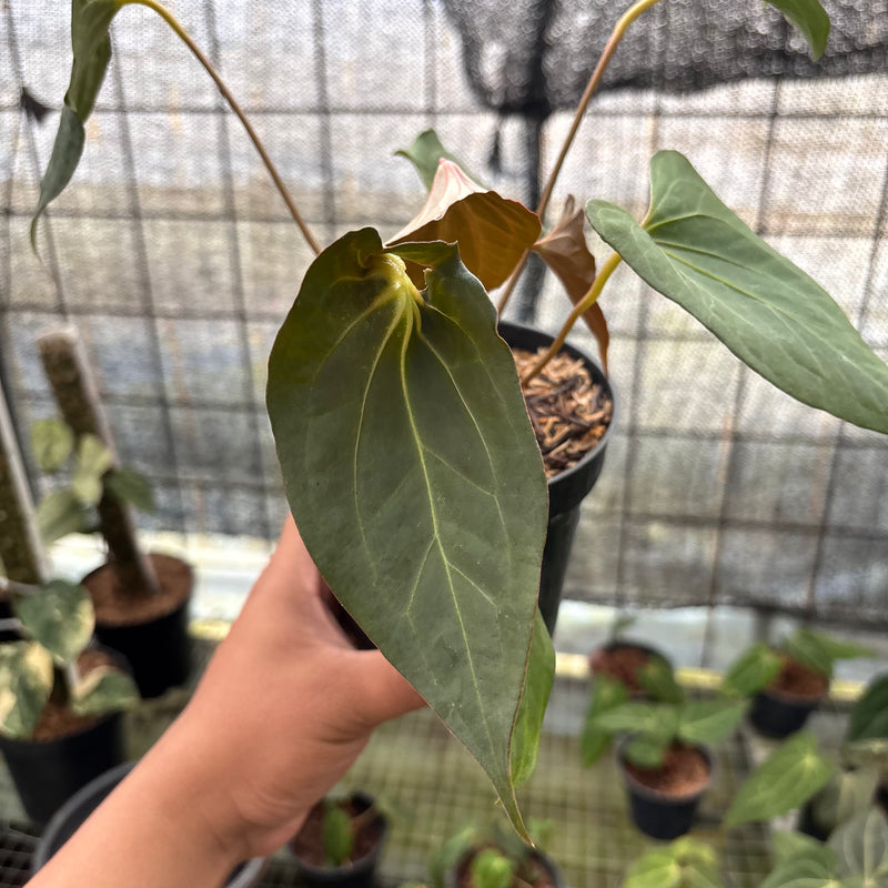 FS39-8 Anthurium Red Spider x Corong