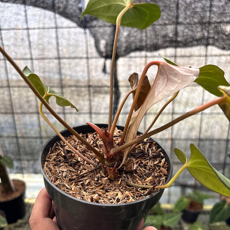 FS39-8 Anthurium Red Spider x Corong