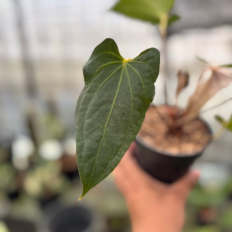 FS39-8 Anthurium Red Spider x Corong