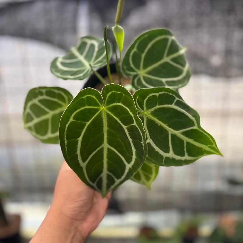 FS46-8 Anthurium Crystallinum Ortodox