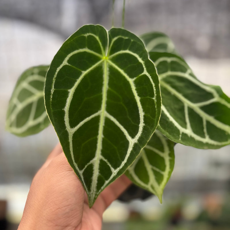 FS46-8 Anthurium Crystallinum Ortodox
