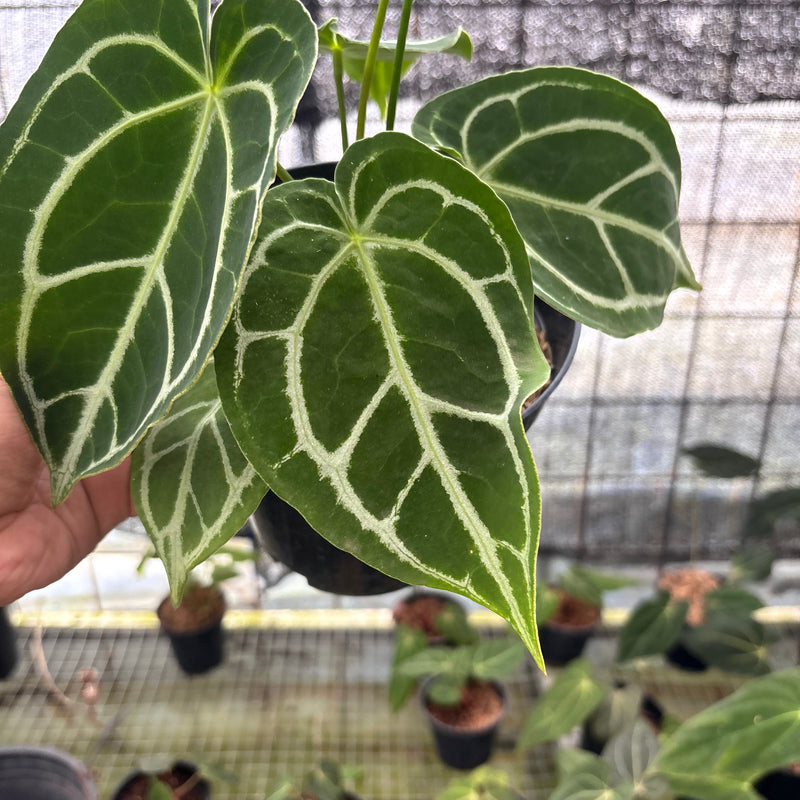 FS46-8 Anthurium Crystallinum Ortodox