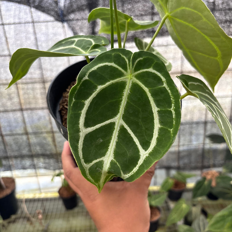 FS46-8 Anthurium Crystallinum Ortodox