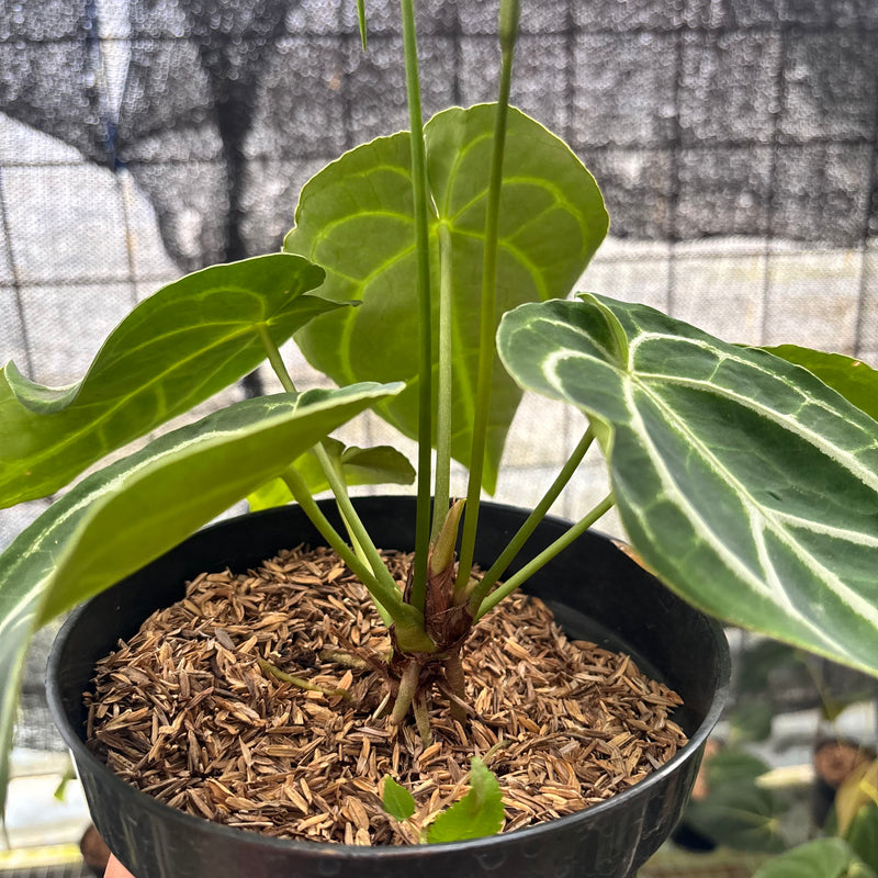 FS46-8 Anthurium Crystallinum Ortodox