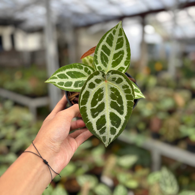 Anthurium Silver Chrome x Michelle