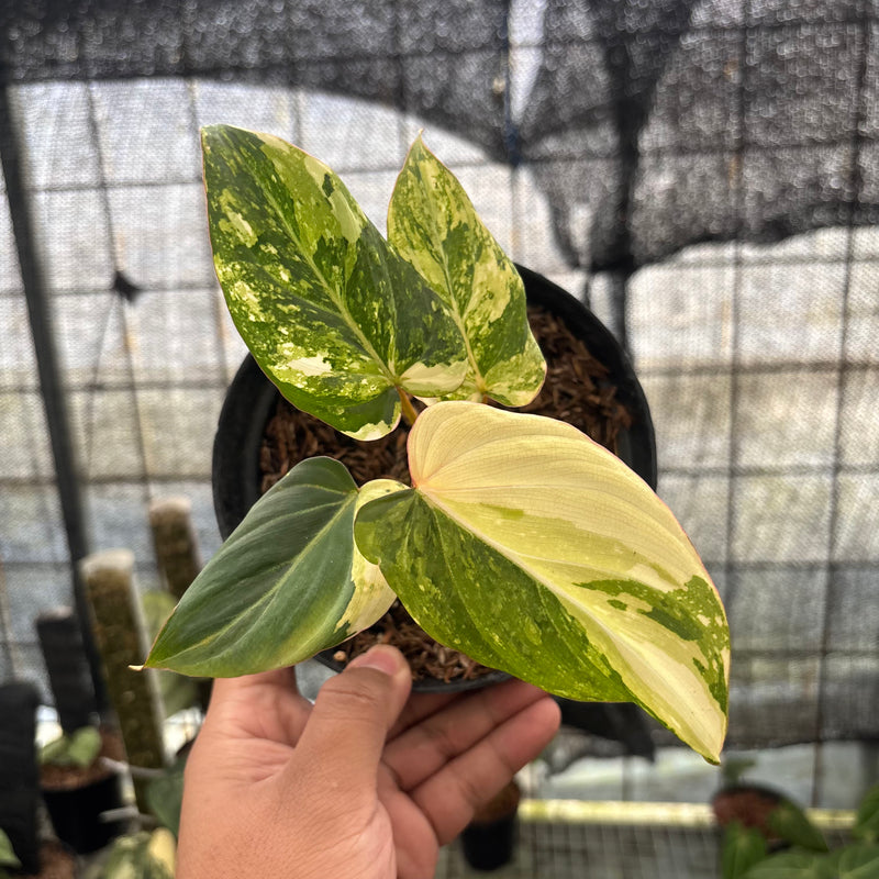 FS45-8 Philodendron Gloriosum Treecolor