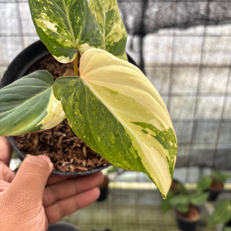 FS45-8 Philodendron Gloriosum Treecolor