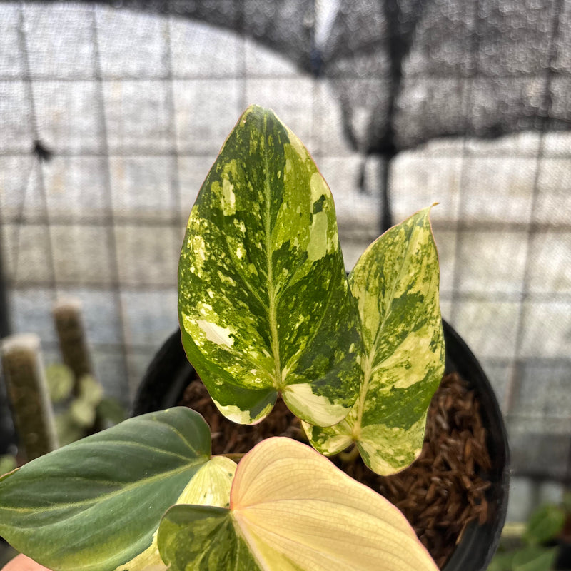 FS45-8 Philodendron Gloriosum Treecolor