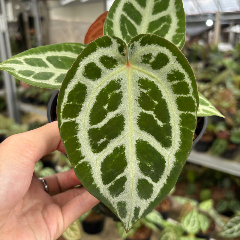 Anthurium Silver Chrome x Michelle