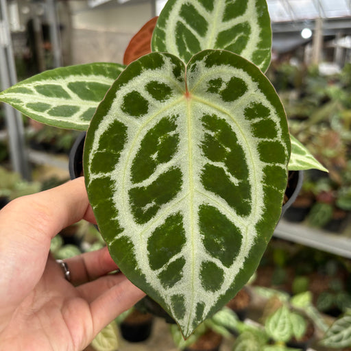 anthurium silver chrome Anthurium Silver Chrome x Michelle — Aroidasia