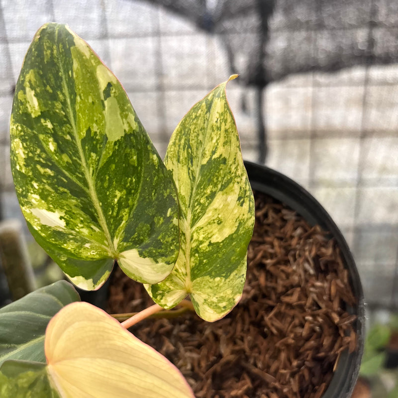 FS45-8 Philodendron Gloriosum Treecolor