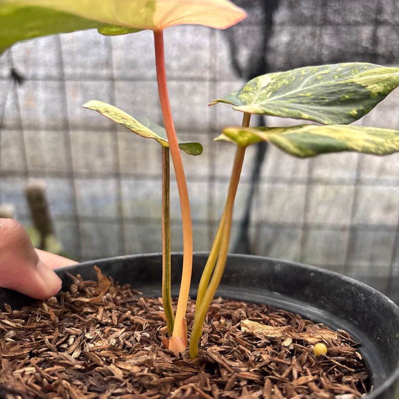 FS45-8 Philodendron Gloriosum Treecolor