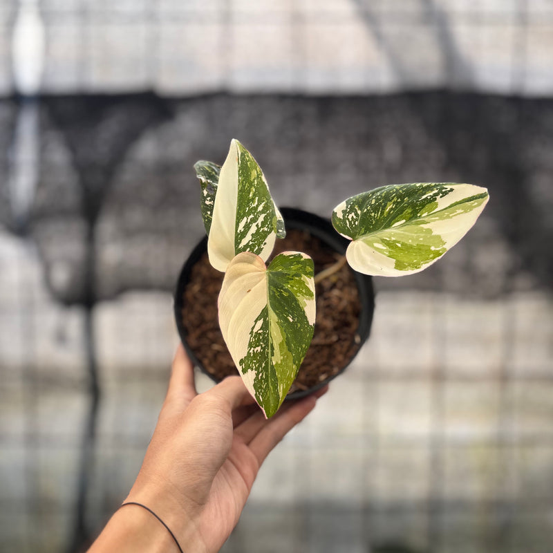 FS47-8 Philodendron Gloriosum Treecolor