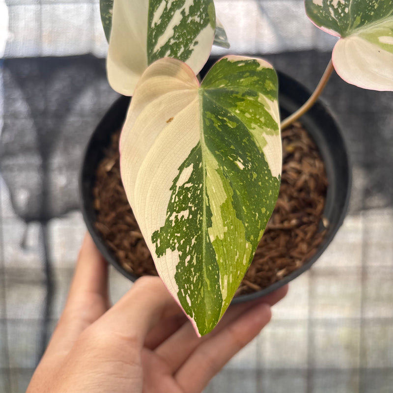 FS47-8 Philodendron Gloriosum Treecolor