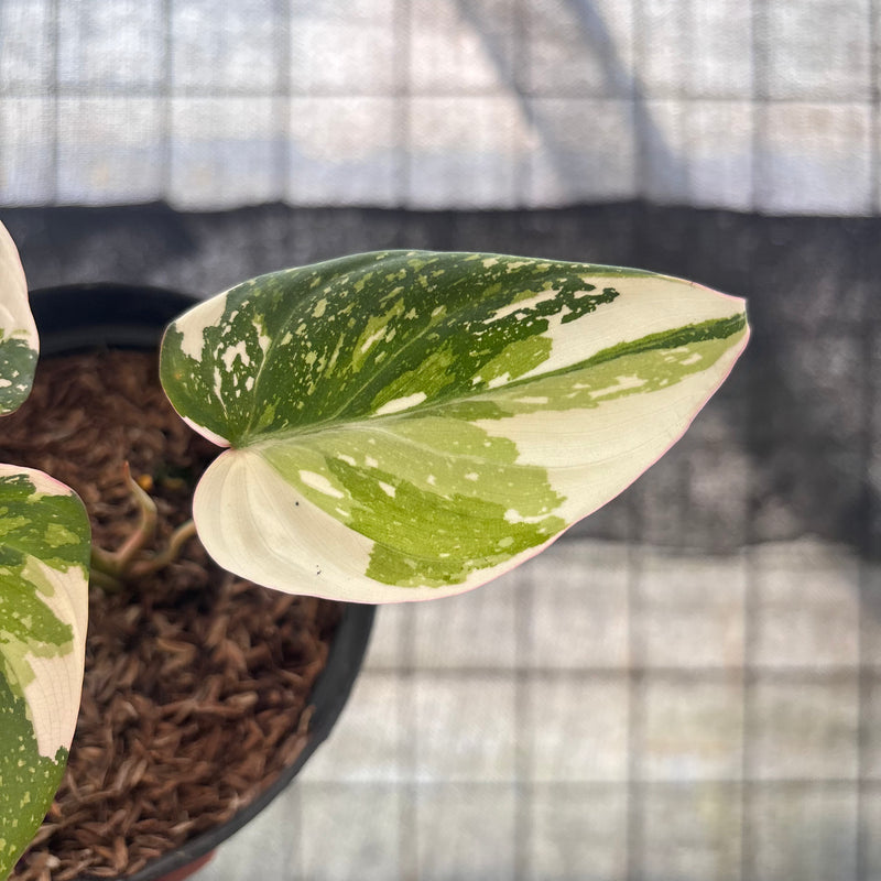 FS47-8 Philodendron Gloriosum Treecolor
