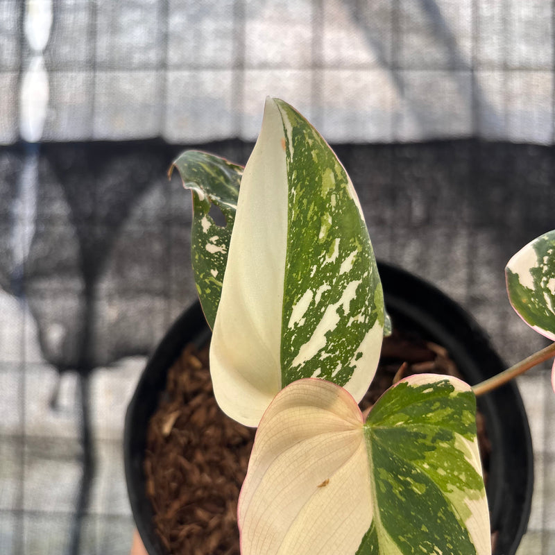 FS47-8 Philodendron Gloriosum Treecolor