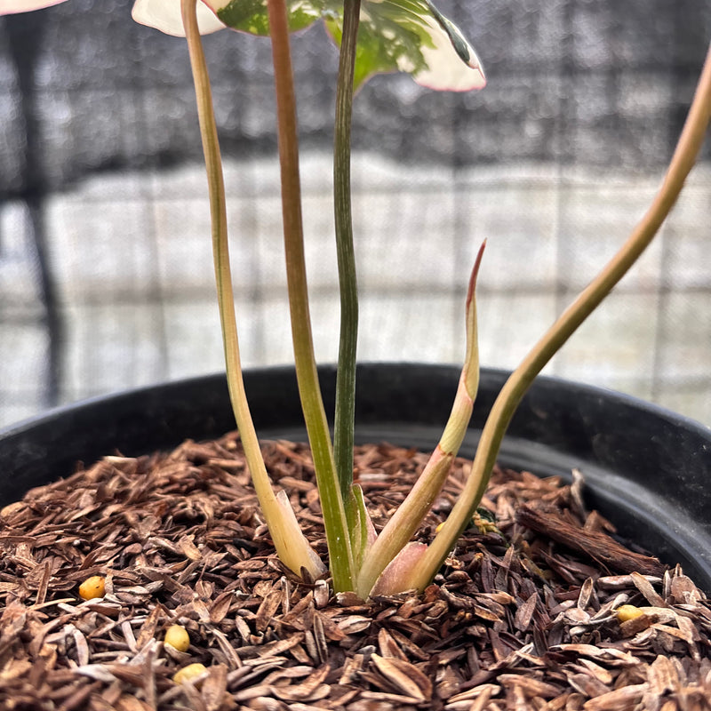 FS47-8 Philodendron Gloriosum Treecolor