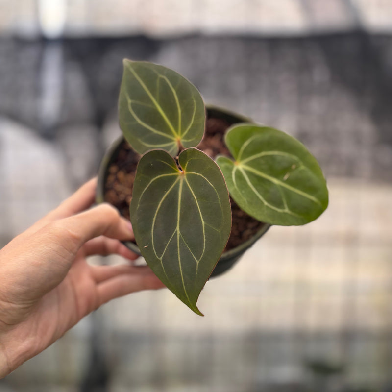 FS48-8 Anthurium King Of Spades