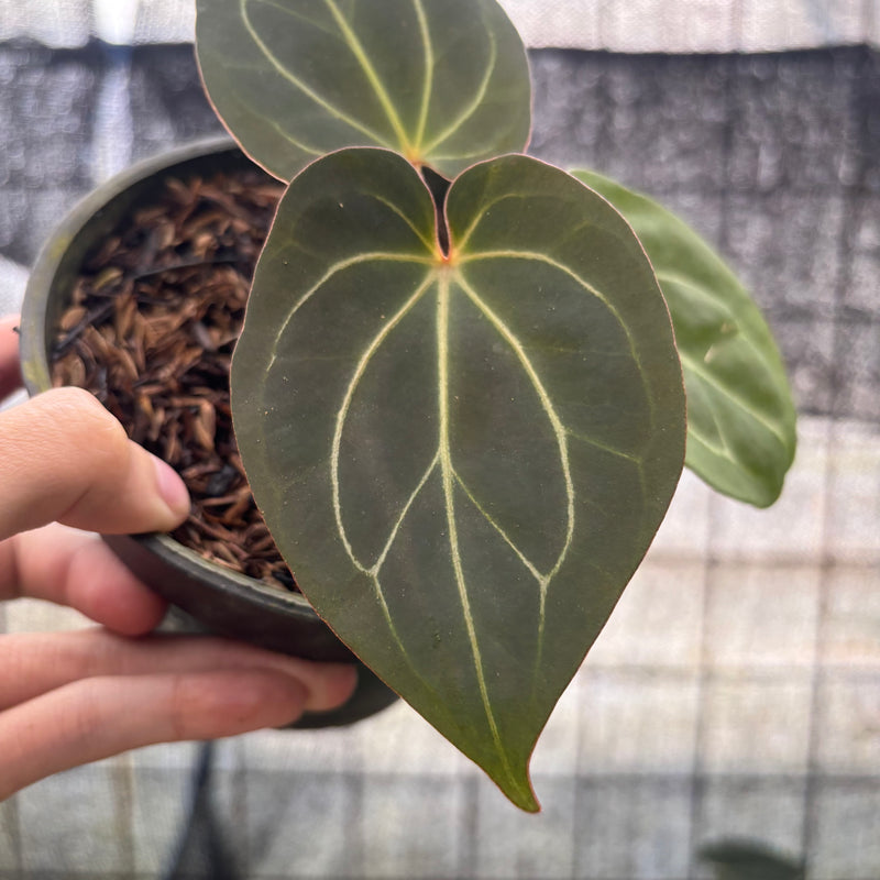 FS48-8 Anthurium King Of Spades