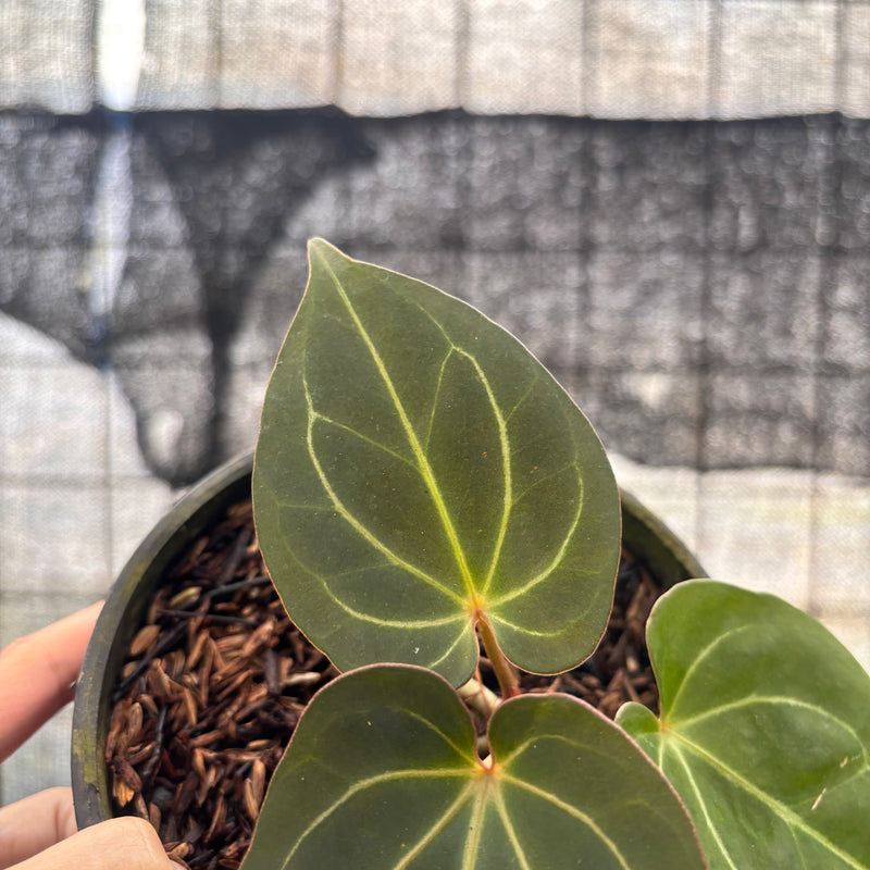 FS48-8 Anthurium King Of Spades