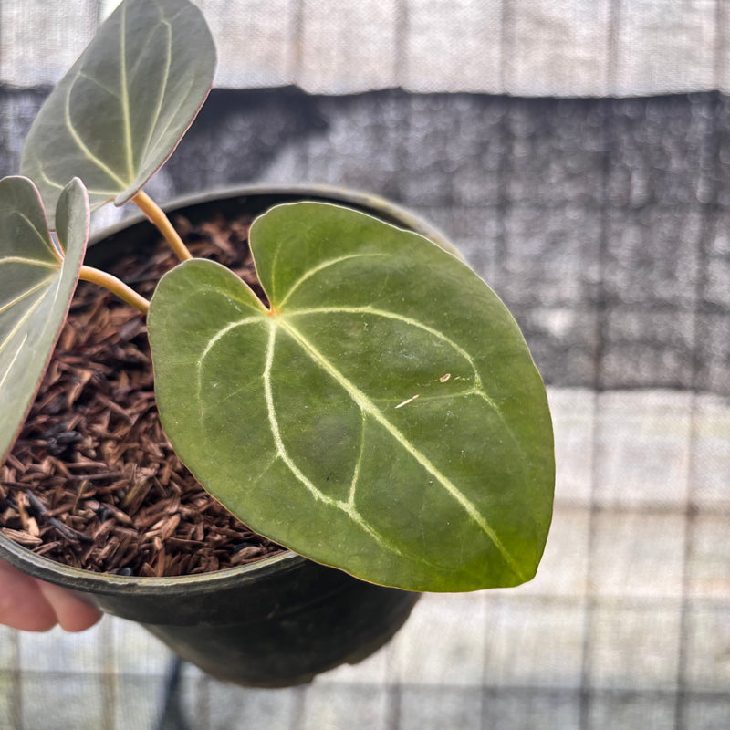 FS48-8 Anthurium King Of Spades