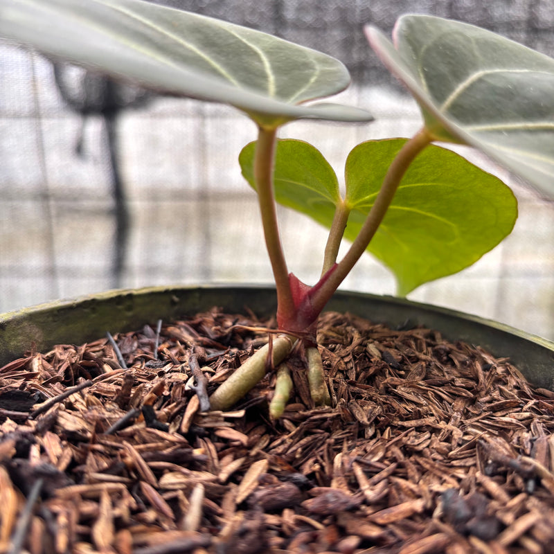 FS48-8 Anthurium King Of Spades