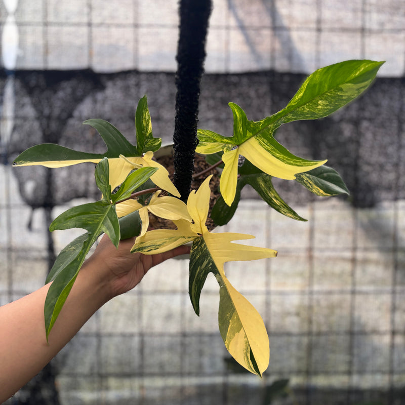 FS49-8 Philodendron Florida Beauty Mature Size
