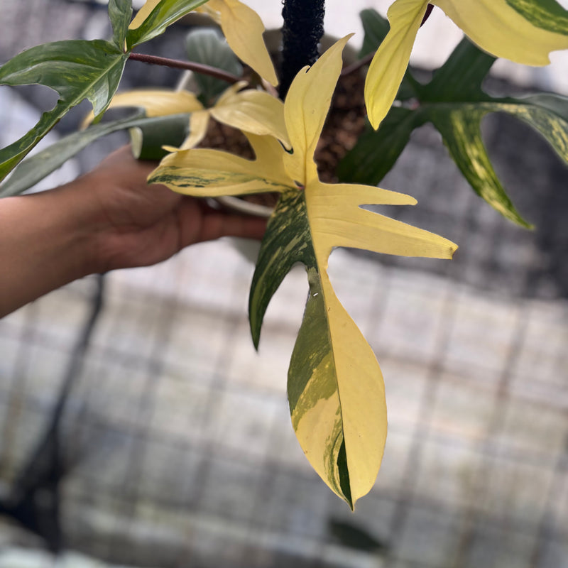 FS49-8 Philodendron Florida Beauty Mature Size