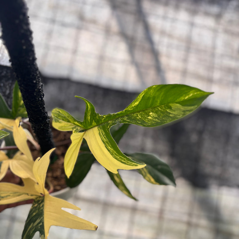 FS49-8 Philodendron Florida Beauty Mature Size