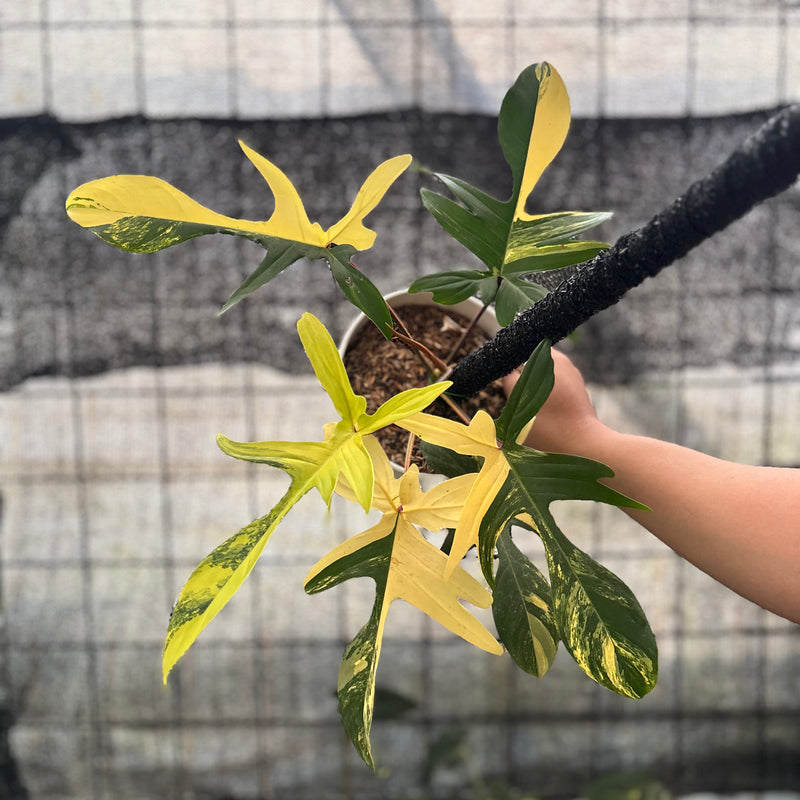 FS50-8 Philodendron Florida Beauty Mature Size