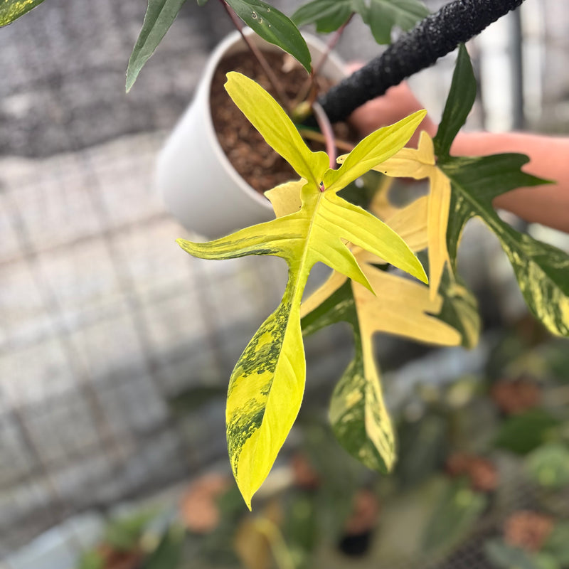 FS50-8 Philodendron Florida Beauty Mature Size