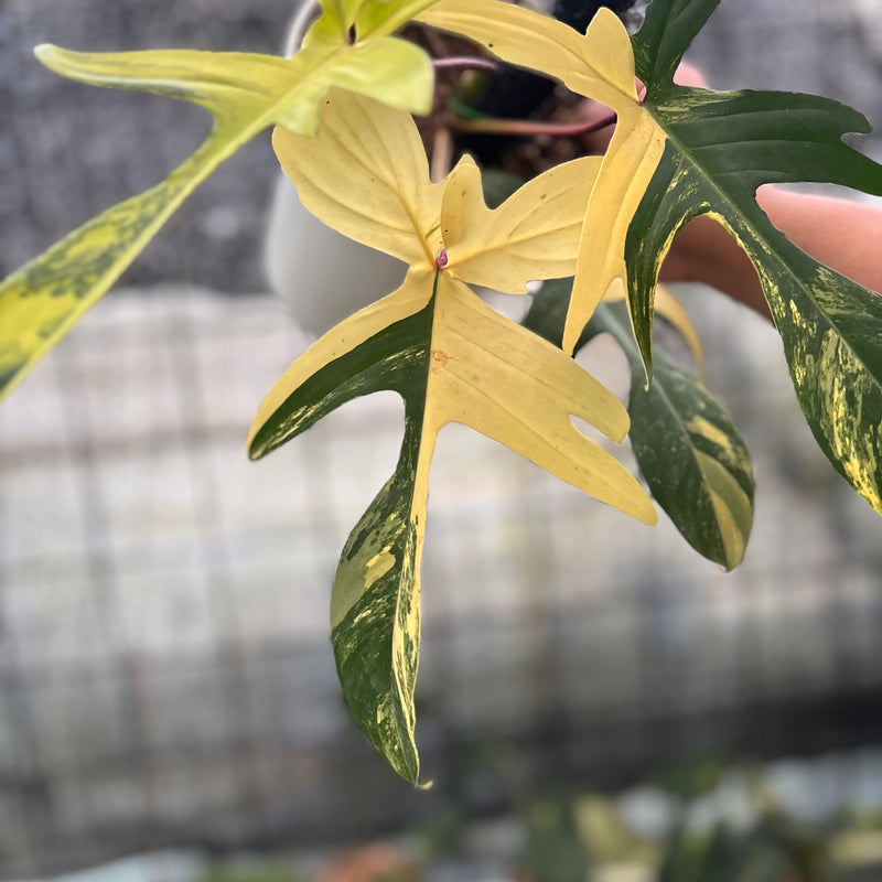 FS50-8 Philodendron Florida Beauty Mature Size