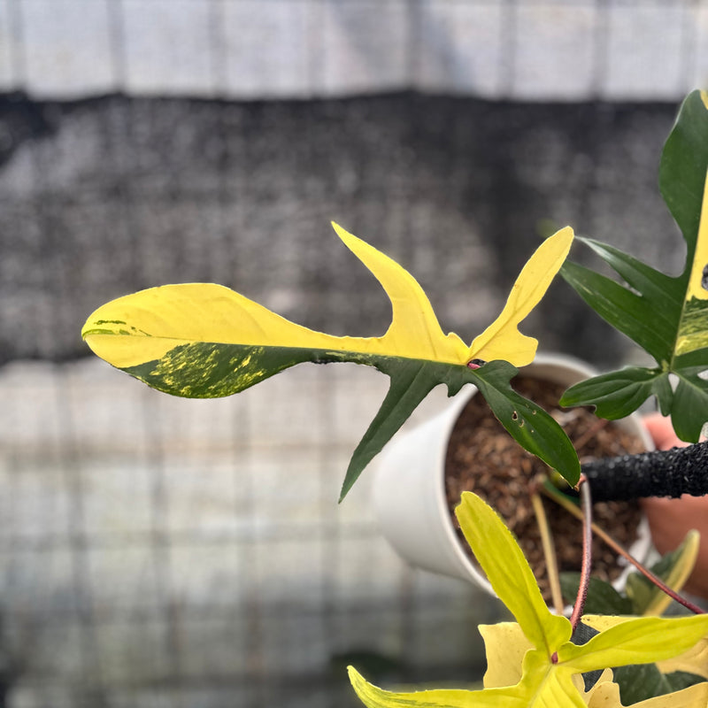 FS50-8 Philodendron Florida Beauty Mature Size