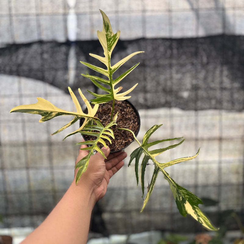 FS57-8 Philodendron Florida Beauty x Tortum Variegated