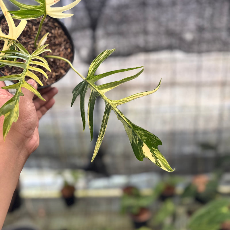 FS57-8 Philodendron Florida Beauty x Tortum Variegated