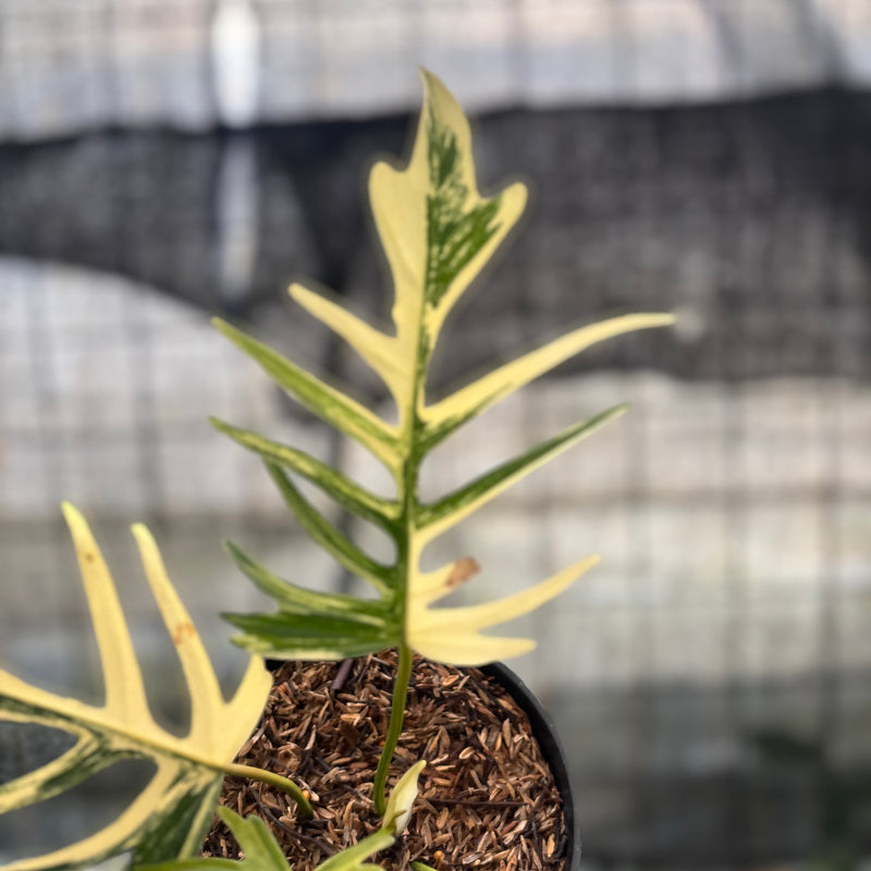 FS57-8 Philodendron Florida Beauty x Tortum Variegated