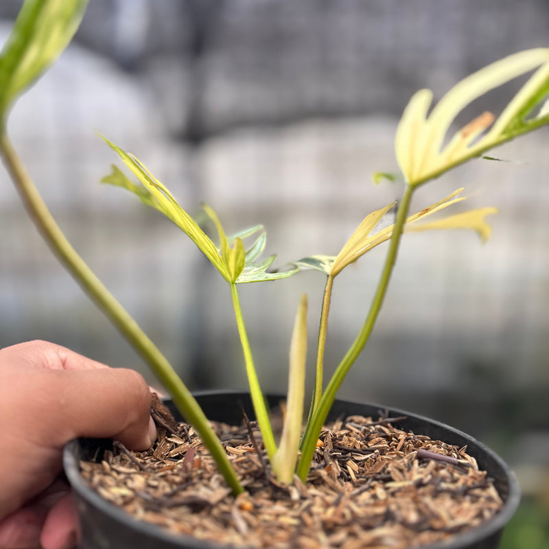 FS57-8 Philodendron Florida Beauty x Tortum Variegated