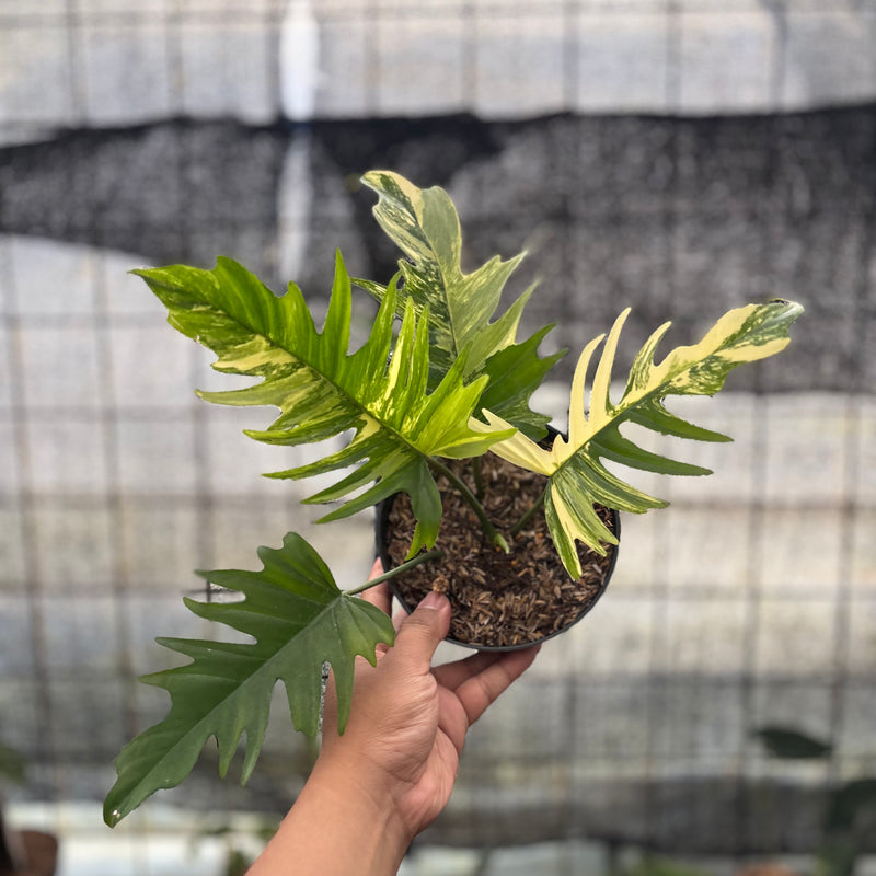 FS58-8 Philodendron Florida Beauty x Tortum Variegated