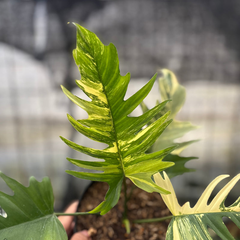 FS58-8 Philodendron Florida Beauty x Tortum Variegated