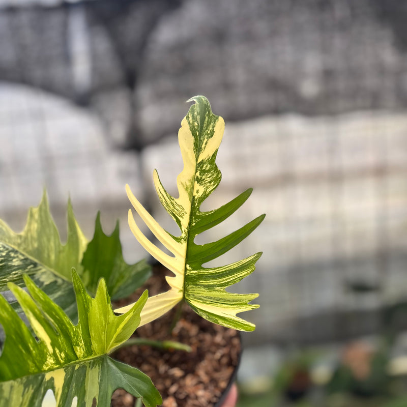FS58-8 Philodendron Florida Beauty x Tortum Variegated