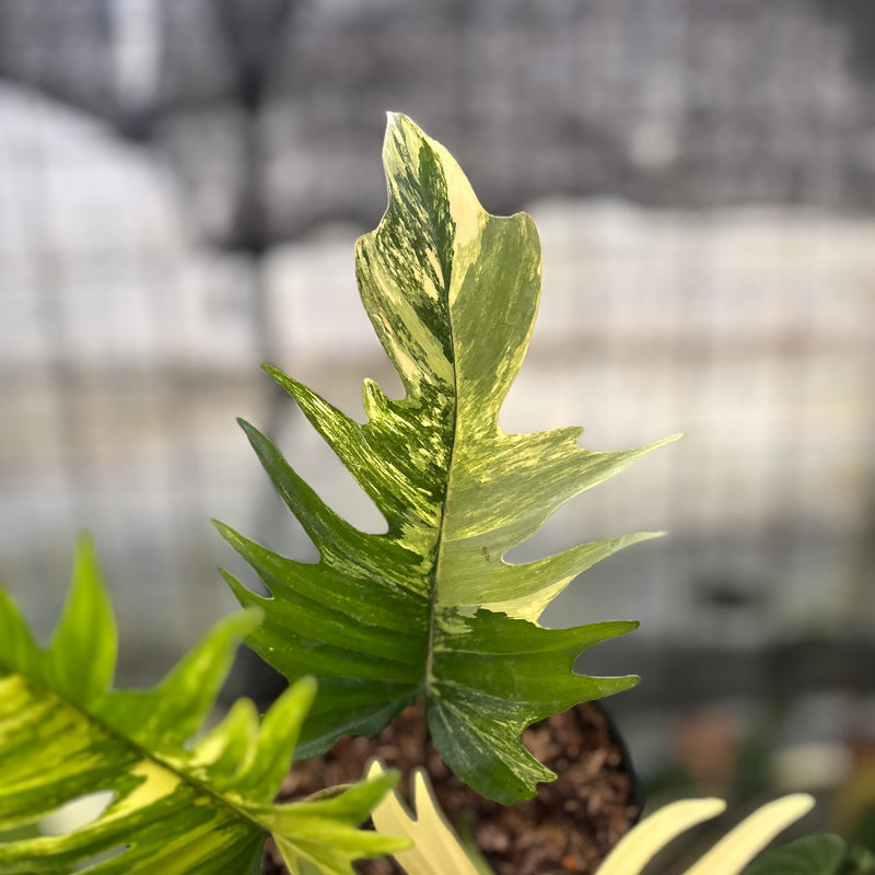 FS58-8 Philodendron Florida Beauty x Tortum Variegated
