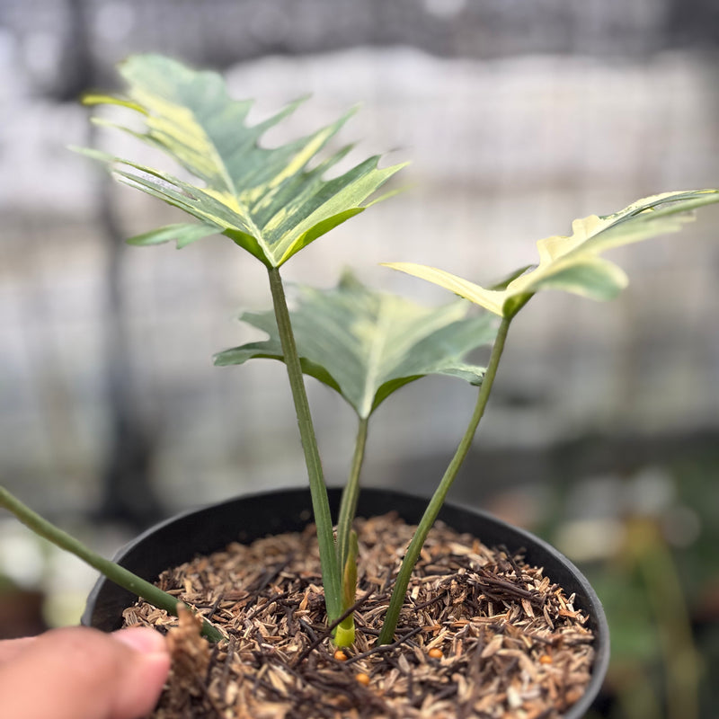 FS58-8 Philodendron Florida Beauty x Tortum Variegated